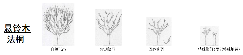 提醒！丹江口将对城区法桐及杨树进行飞絮治理