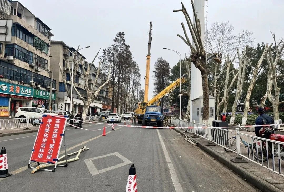 人民路、大坝二路等路上千棵法桐被“剃头”，原因是.......