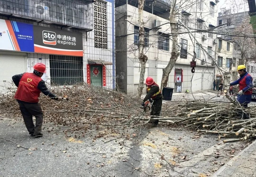 人民路、大坝二路等路上千棵法桐被“剃头”，原因是.......