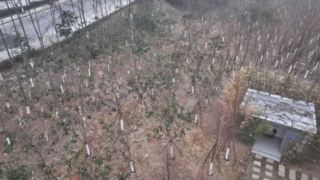 丹江口市林业局全面启动湿地公园杨树飞絮治理工作