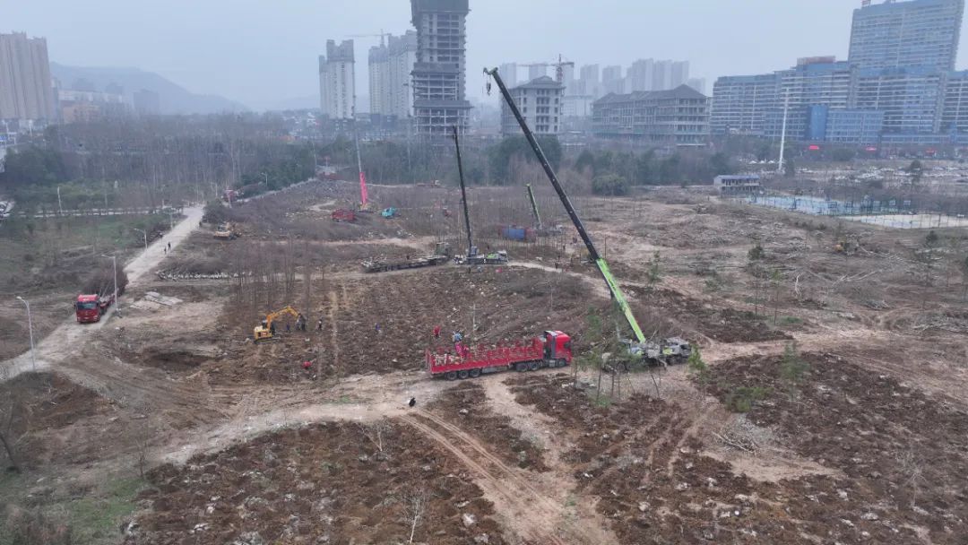 丹江口市林业局全面启动湿地公园杨树飞絮治理工作