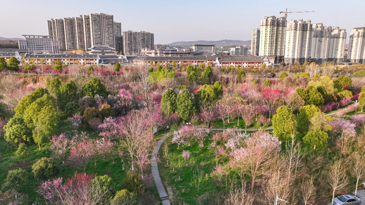 丹江口春日打卡好去处！来体验“春日限定浪漫”……