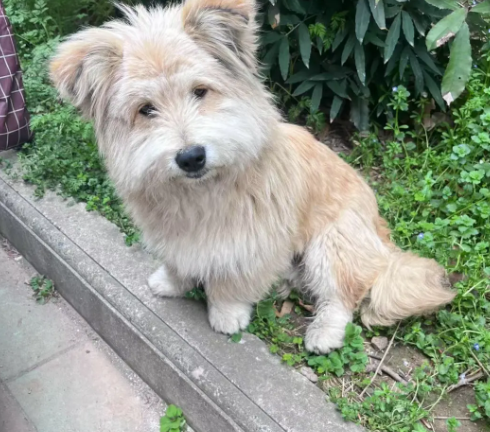 【右岸紧急寻主】萌犬受惊流浪，长相酷似顶流男明星