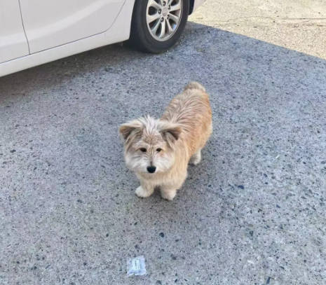 【右岸紧急寻主】萌犬受惊流浪，长相酷似顶流男明星