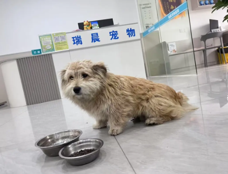 【右岸紧急寻主】萌犬受惊流浪，长相酷似顶流男明星