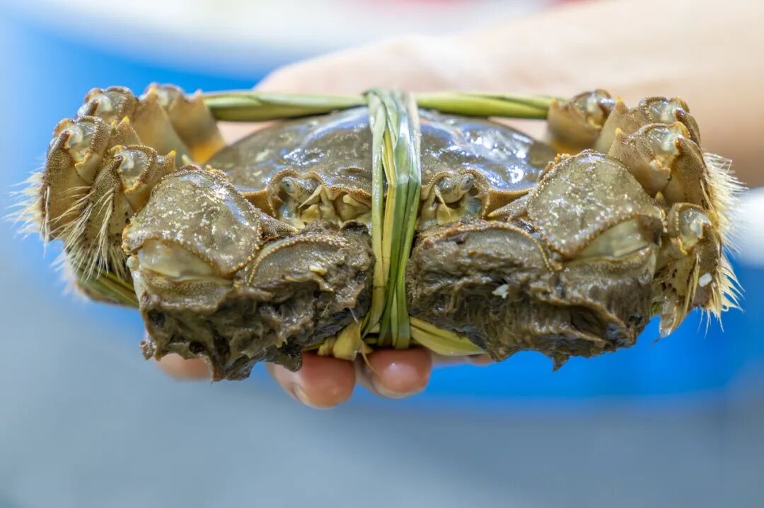 刚死不久的螃蟹能吃吗？营养专家答疑
